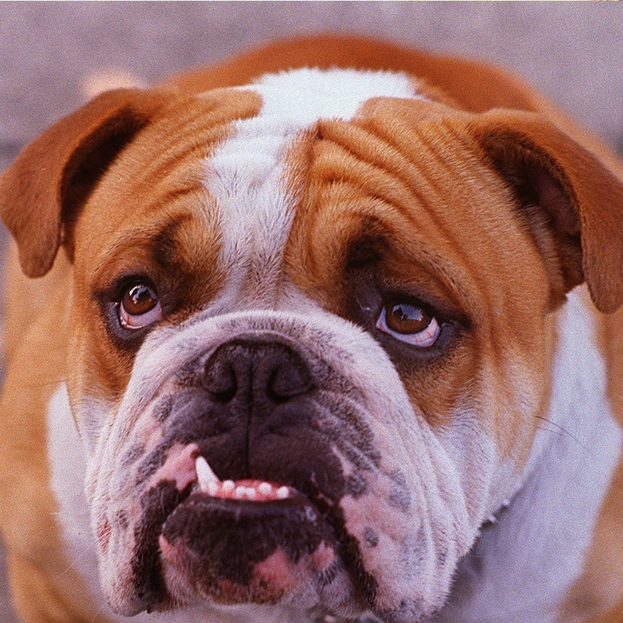 Top Dawg Insurance Group-logo